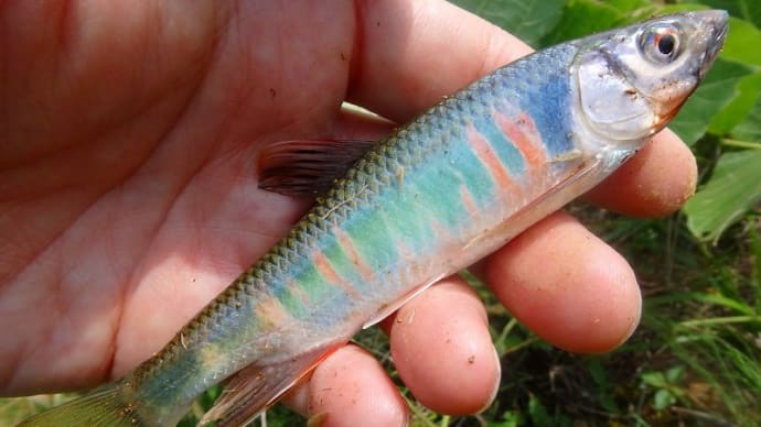 あれってそれって何という魚の事だっけ ~ 「ハヤ」 と呼ばれる川魚