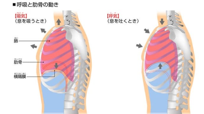 猛暑だけど、あまり汗をかかないで出来る、横隔膜を動かして痩せる?