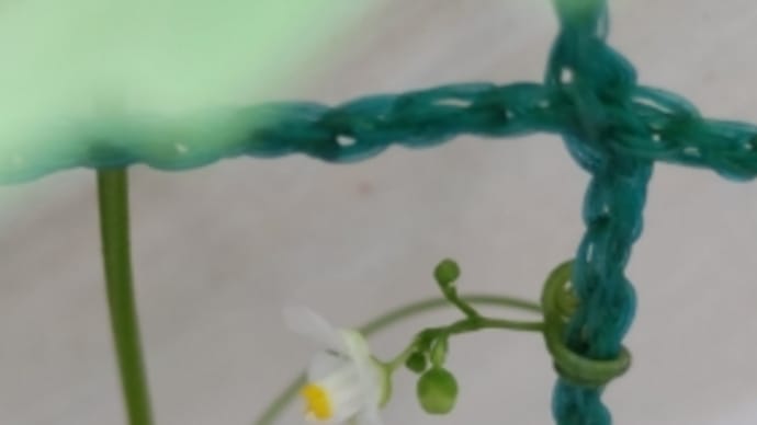 葉月十五日。風船葛の花一輪咲いて