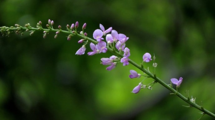 雰囲気を楽しむマメ科たち~京都府立植物園2019年8月末(3)