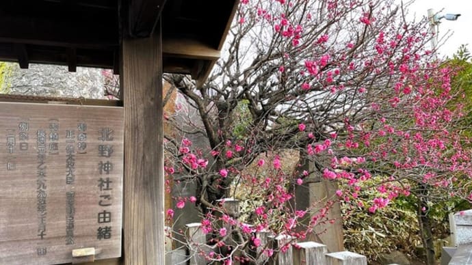 徳丸北野神社の梅と蝋梅・・✨⛩🐤