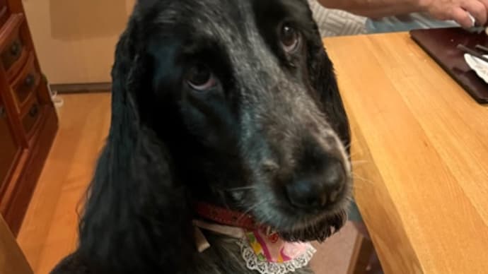 ベス🐕🦺のお手入れと買い物な一日