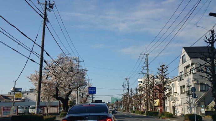 #107 -’25. 朝食後に小金井公園に桜を愛でに(4月5日)