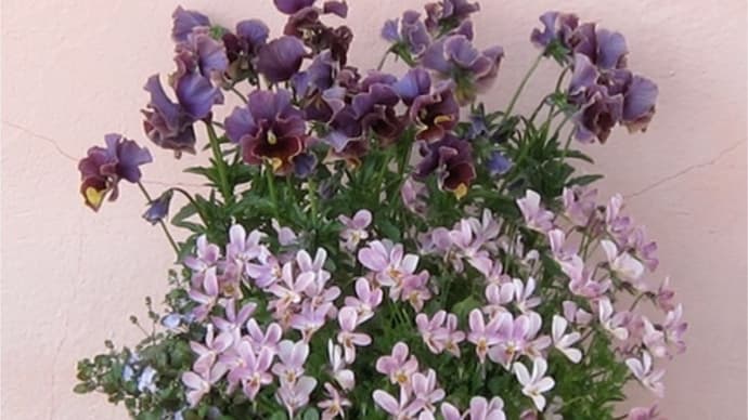 パンジーやヴィオラの寄せ植え(6)