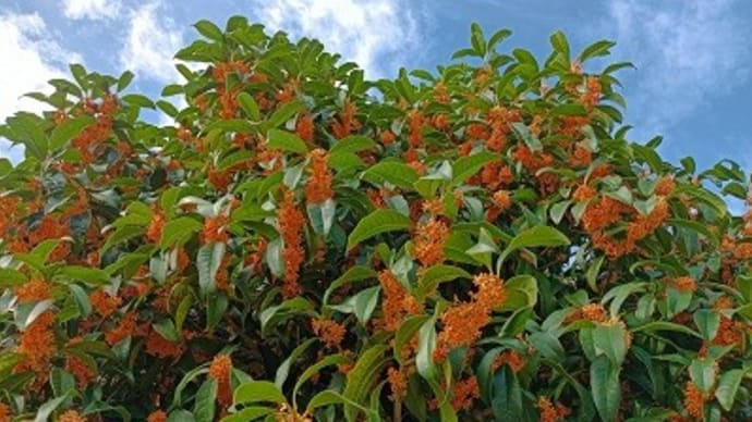 秋の花・華コレクション2024 秋の日に金木犀が空高く