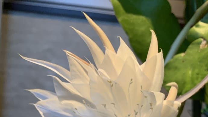 今年のお気に入りの植物 頑張った花たちに感謝
