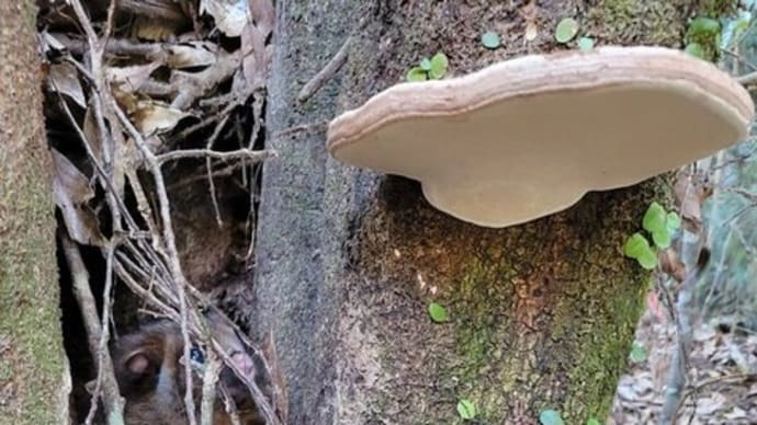 ムササビ~まぼろしの飛行