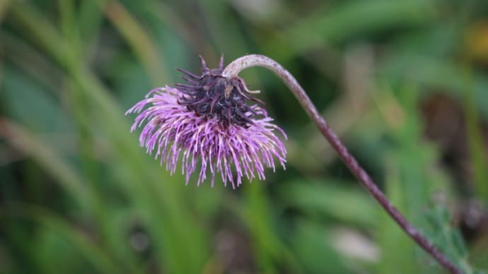 白馬八方尾根の花 9月6日 その7 7種