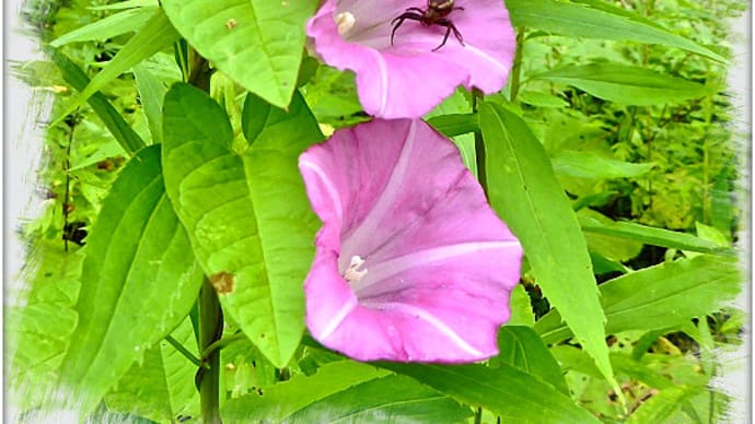 権兵衛さん林道（北海道標茶町）沿いでオオアワダチソウの茎に巻き付いて咲くヒルガオの花