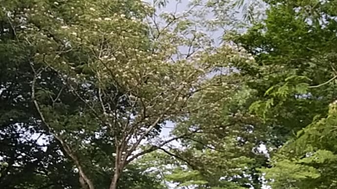 散策コース 合歓の森