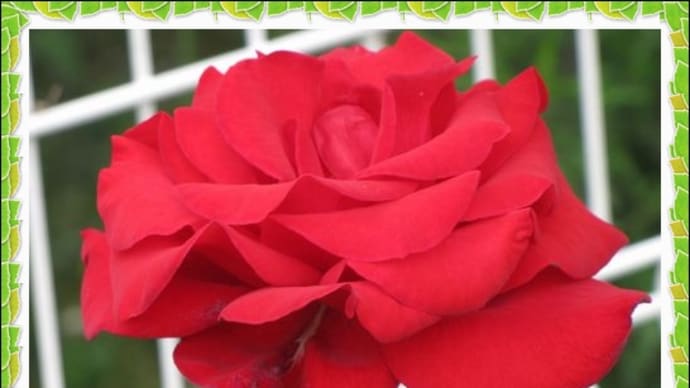 花博記念公園鶴見緑地の薔薇