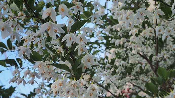 ★エゴノキの花がまだ咲いている　2023