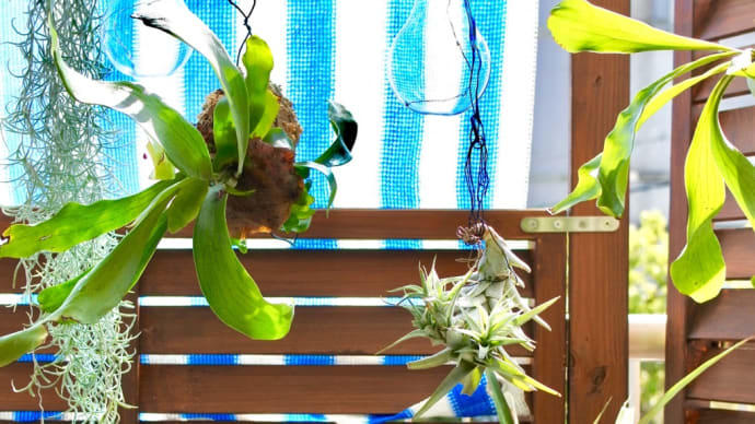 ゴミ箱を植木鉢代わりに〜