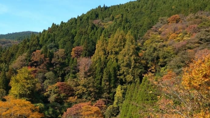 今年の紅葉狩り