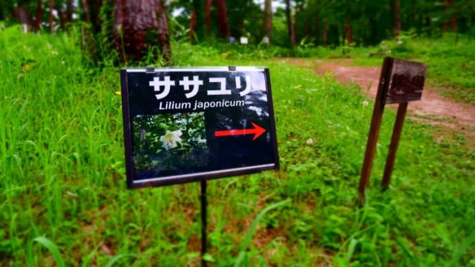 ひっそり佇むとっとり花回廊の笹百合