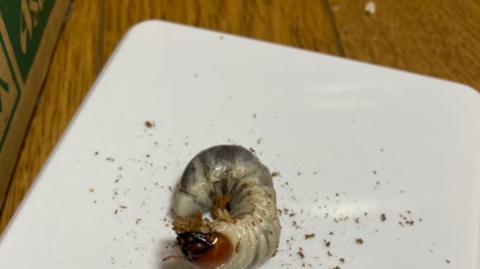 クワガタとカブトムシ😁