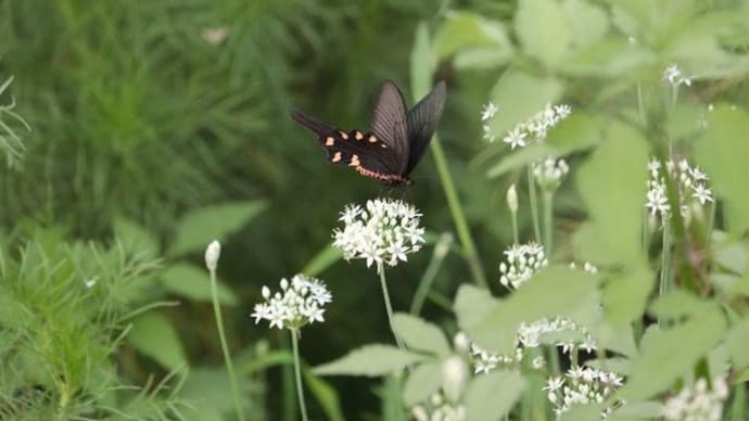 黒い蝶々　ジャコウハゲハ