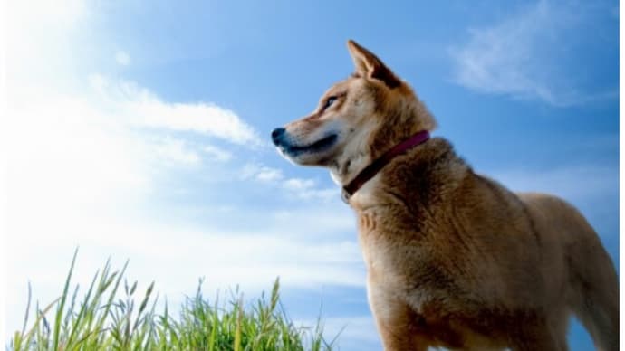 捨て犬の十戒/猫への十戒