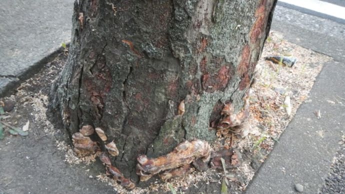 PCクリニック前の街路樹(欅の木)が伐採されましたよ。