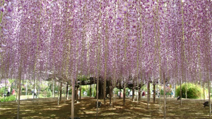 【4/25、29、5/3】世界一美しい!あしかがフラワーパークの藤&ネモフィラ・芝さくらの3大花めぐり鑑賞バスツアー