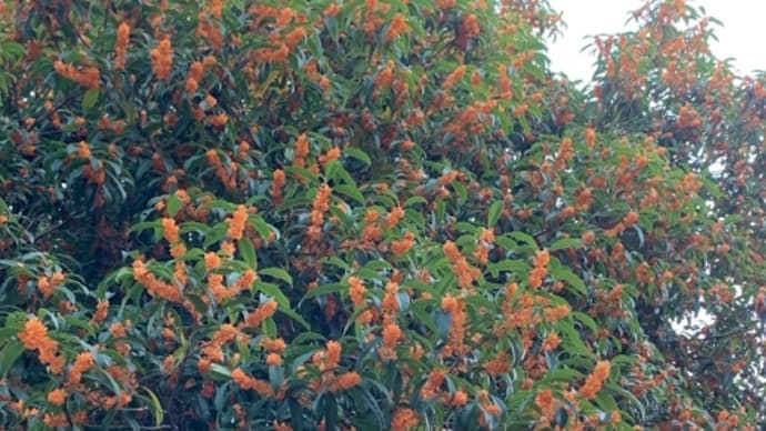 金木犀 die goldene Duftblüte