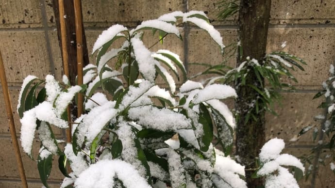 寒波 雪