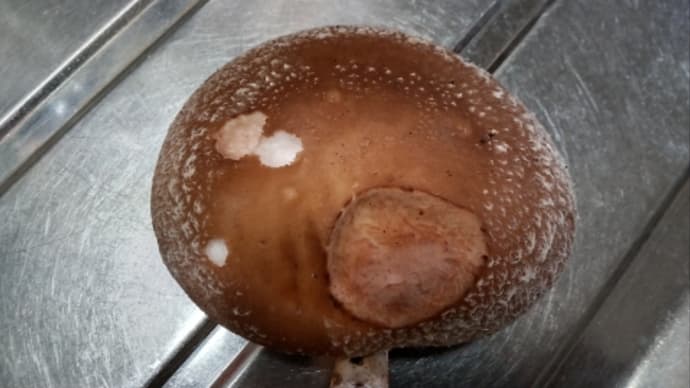 骨折のこと