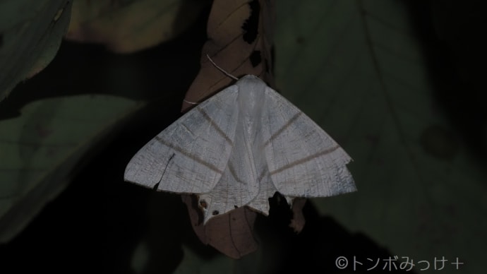 冬になる前に
