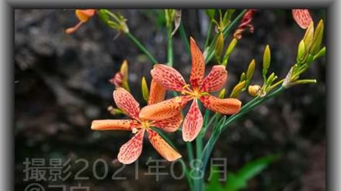 ヒオウギ コウの花図鑑