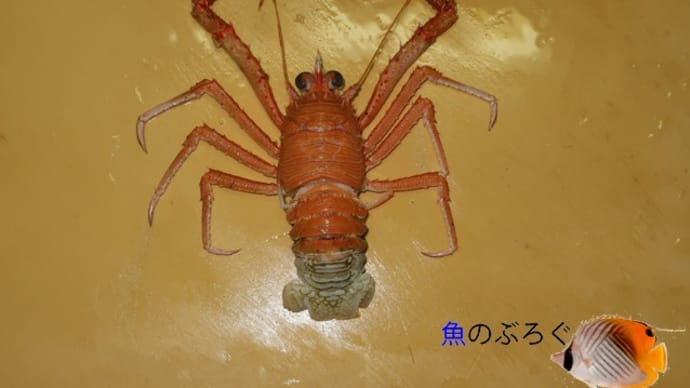 オオコシオリエビ