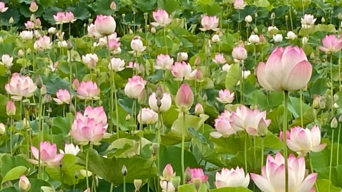 母を思い出す花