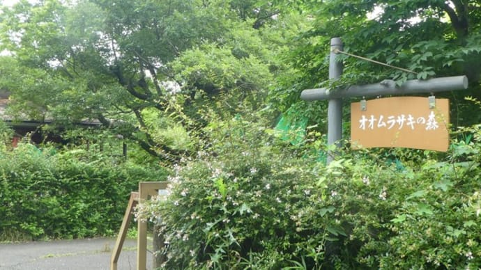 6月は蝶の季節・・・武蔵嵐山・・・「蝶の里公園」・・・オオムラサキに逢いに行ってきました
