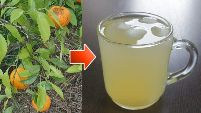 畑の隅に植えてある【だいだい】を誰も食べないので果汁飲料にしてみた