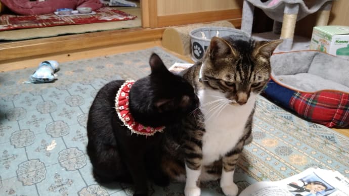 仲良きことは…