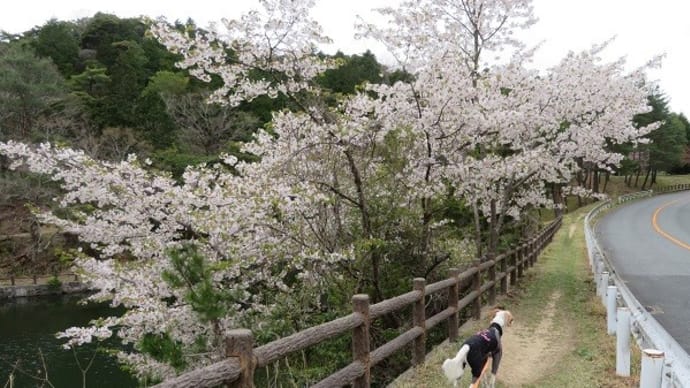 再度公園でお花見散歩♪