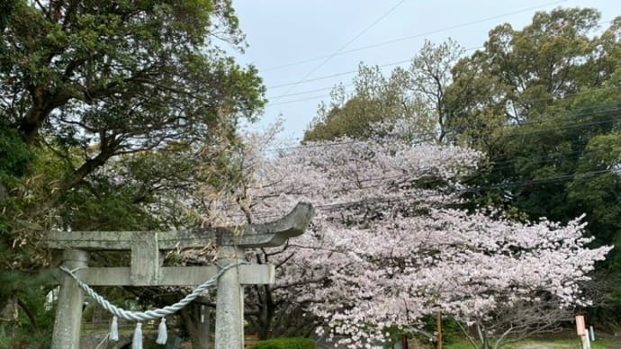 田浦浜八幡の桜