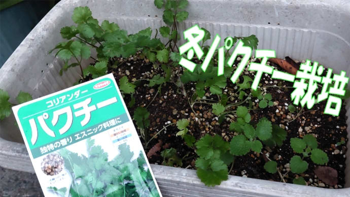 冬パクチーだから柔らかくて虫にもやられず、成長は遅いけど、パクパクパクチーマハラジャニャン