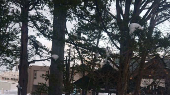 札幌駅はこみこみ