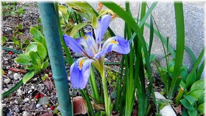 寒咲き菖蒲「カンザキアヤメ」の花が咲きました