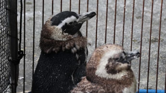 マゼランペンギン換羽中の図