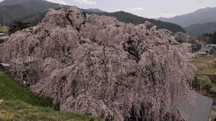 桜三昧の1日(1)