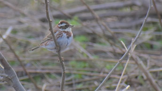 2023年野鳥の振り返り②4月~6月
