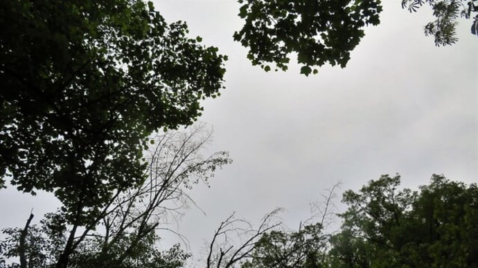カメの甲羅干し&カラスの水浴び。そして紫陽花が咲き始めました。