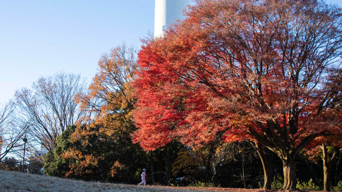 今朝も紅葉狩り