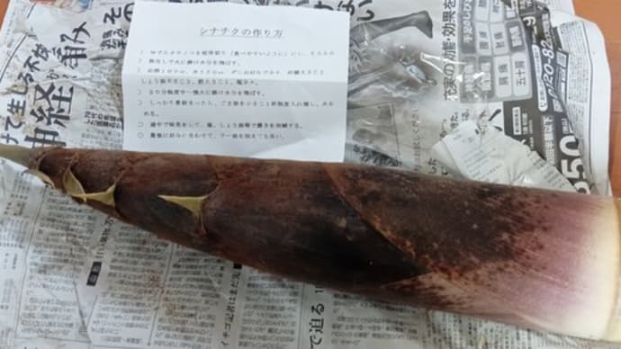 生の筍