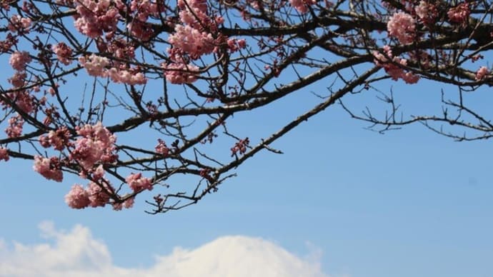篠窪（しのくぼ）の「春めき桜」２０２４開花予想（速報その２　2024/03/13)