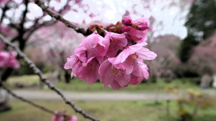 神代植物公園の桜2