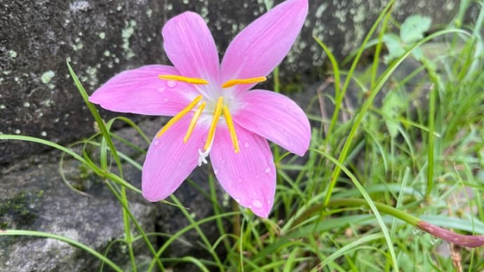 なんっー花？の話とちょっと真面目な話