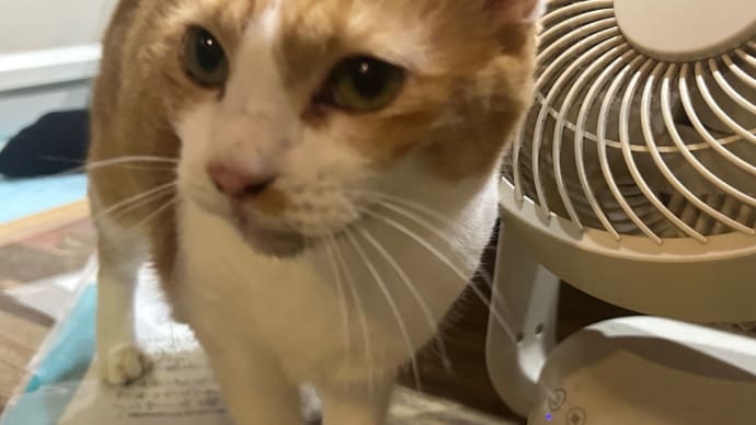 看板猫のいるお店で猫飲み 2 (2407-6)