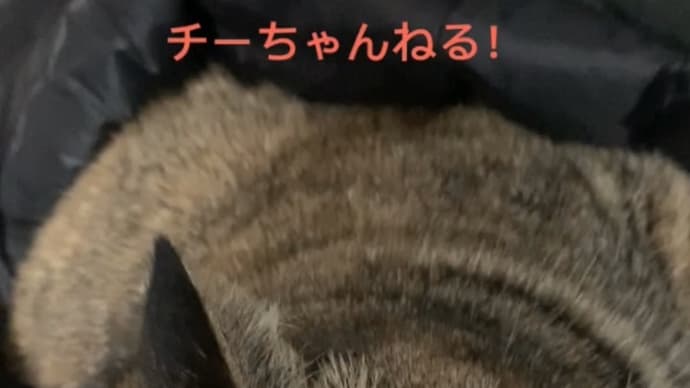 チーの寝息